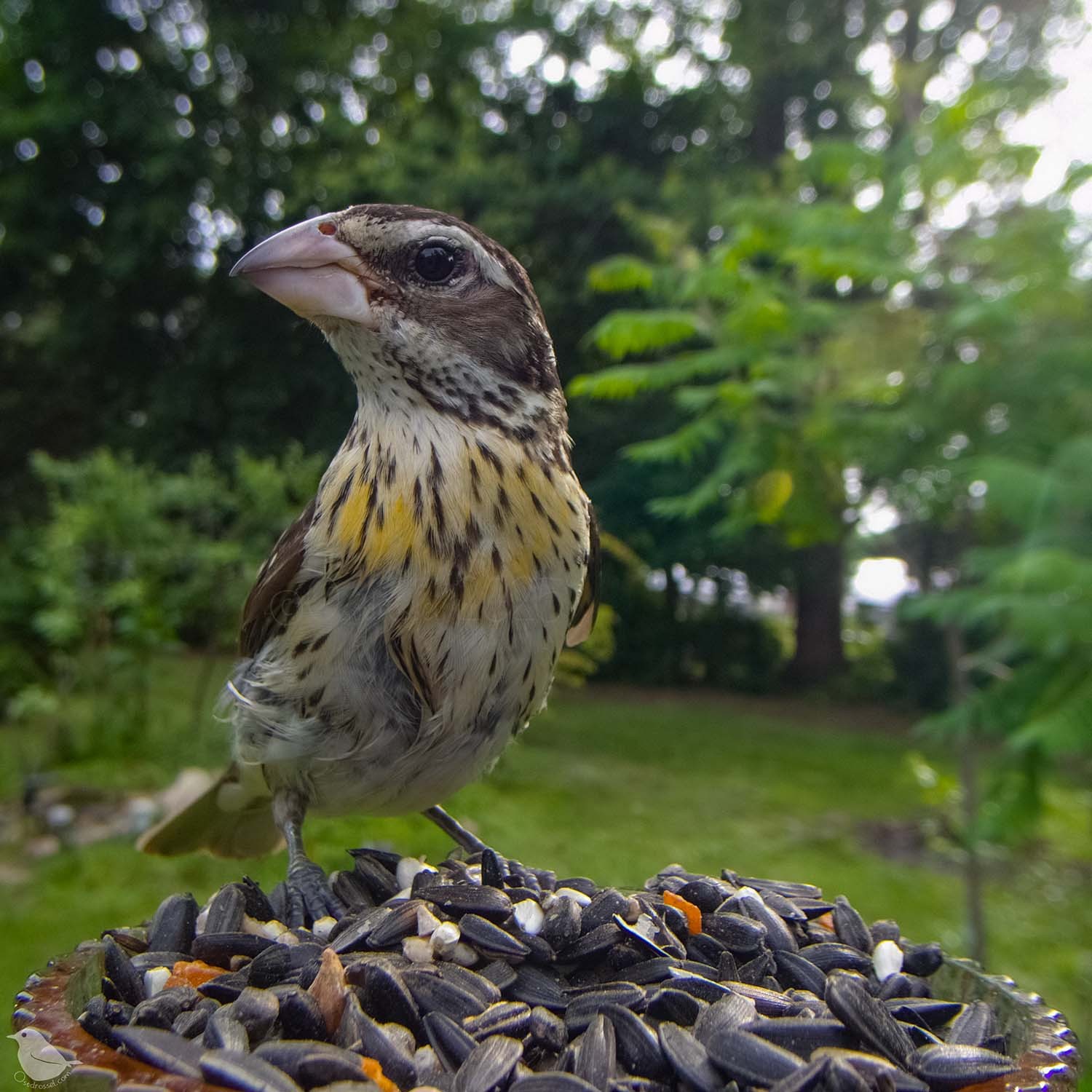A female Grosbeak at the feeder. She has some yellow on her chest.
