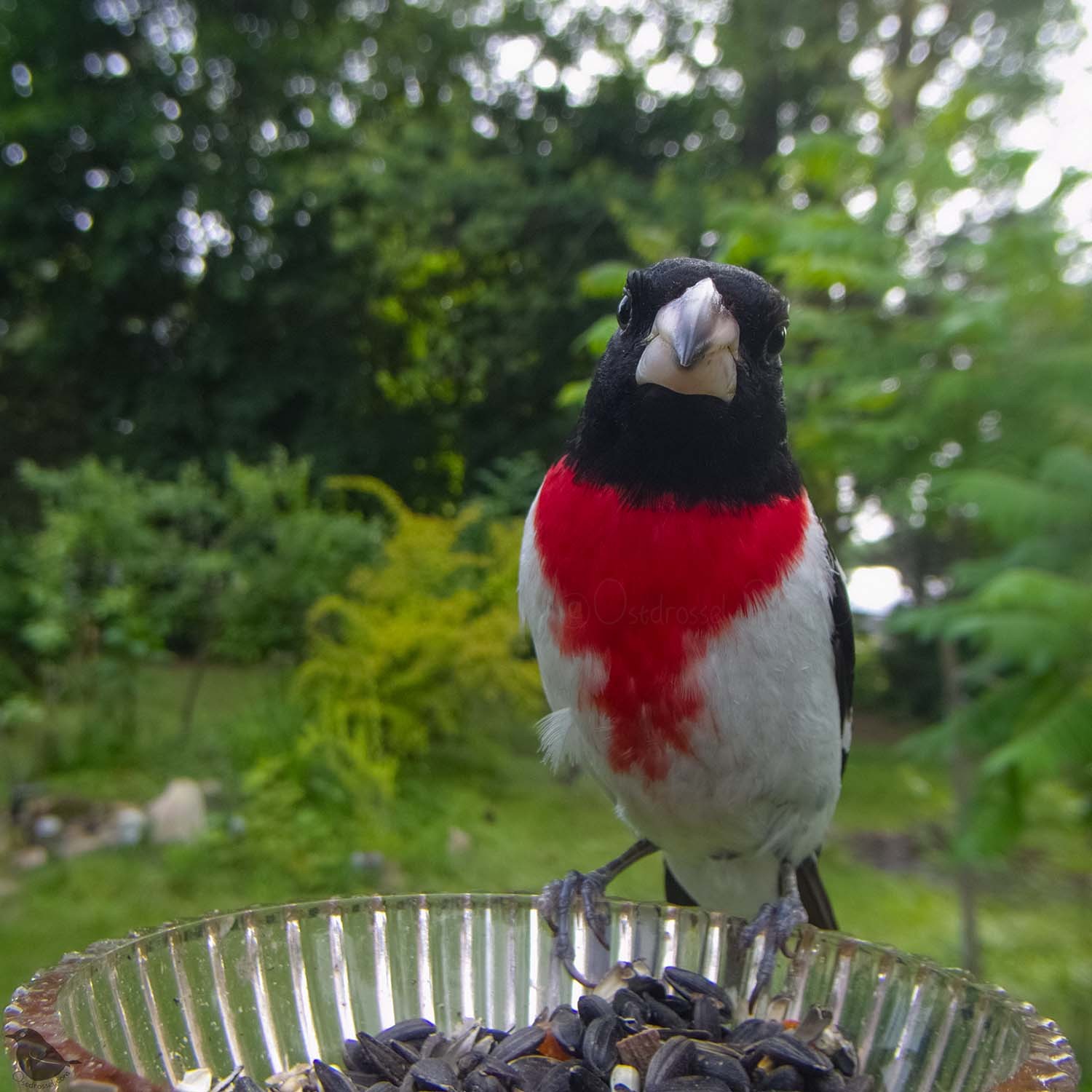 A male Grosbeak at the feeder, looking straight into the camera.