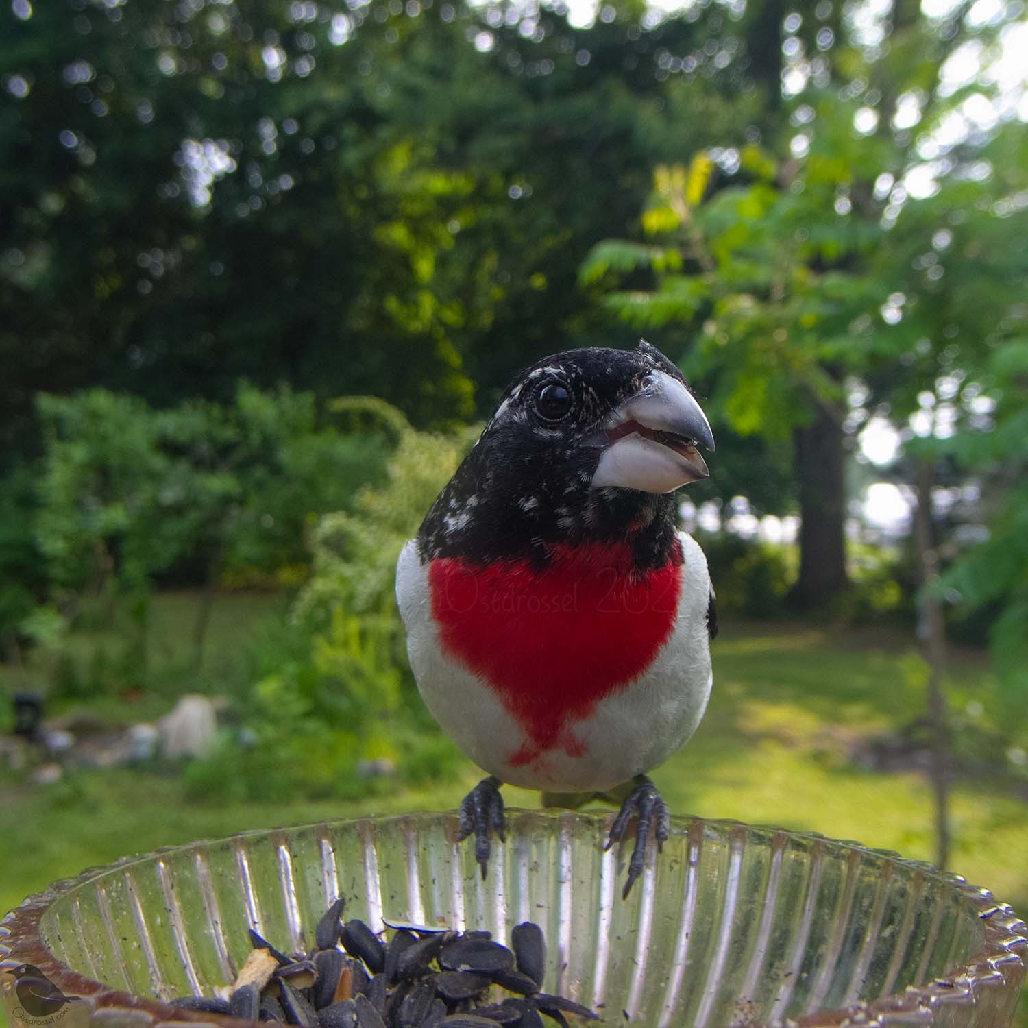 An immature or molting male Grosbeak at the feeder. He has some speckles on the head.
