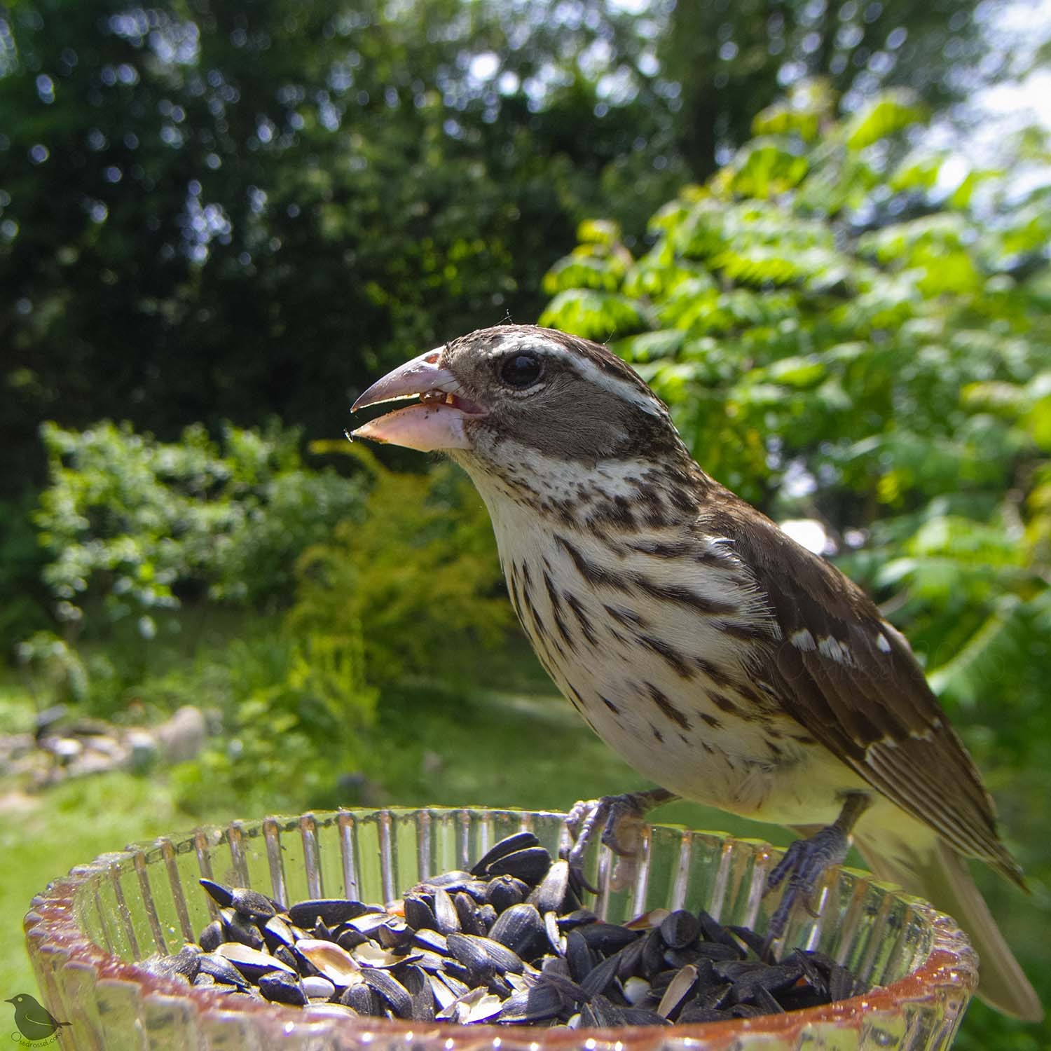 A beautiful female Grosbeak at the feeder.