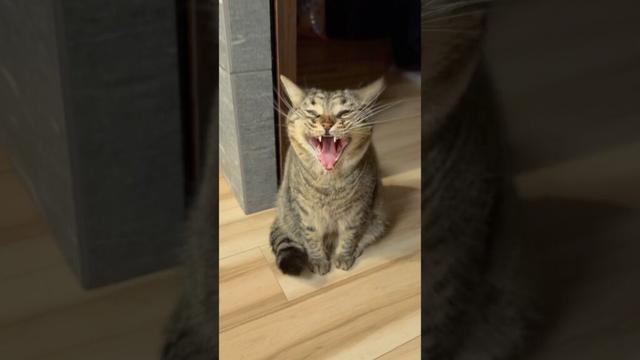 お出迎え猫たちと仕事帰りパパの日常!! #shorts #猫 #cat
