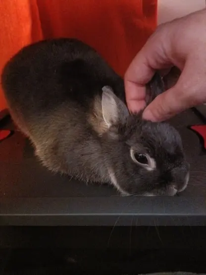 Lua on her box with her head lunged forward and resting on the box receiving ear massages from bunDad