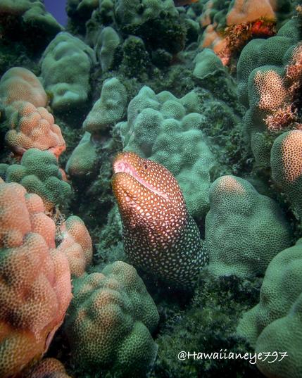 A brown eel spotted uniformly with white spots pokes its head out of a crevice on an ocean reef.