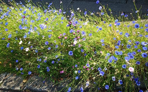 small blue flowers growing on grass strip by kerb.