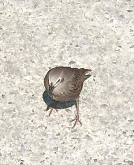 small birb who showed up alone instead of all the starlings.