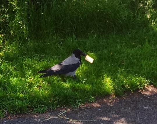 crow with cracker. a gull did swoop but crow got away with their prize.
