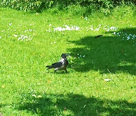 a crow walks nonchantly towards a tree i've left food under.
