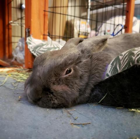 Small grey rabbit lying in her cushioned bed with her chin resting on the floor. Her eyes are partly closed and she looks relaxed and sleepy.