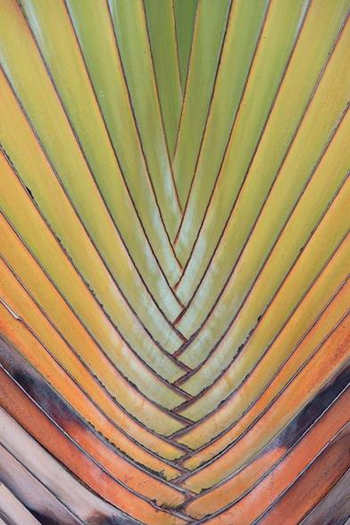 Kern van de reizigerspalm, bestaand uit om en om gestapelde bladsteel die bovenop elkaar liggen. De kleur verloopt van groen via geel naar oranje, en eindigde in bruin afstervend blad.

https://www.werkaandemuur.nl/nl/shopwerk/Regenboog-in-palmboom/1747041/132