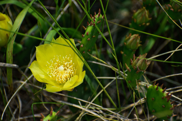 A creeping prickly-pear flower (bright yellow petals; long, thin stamen with white tips; white pistil) blooms amid its thin green cactus leaves with reddish thorns.