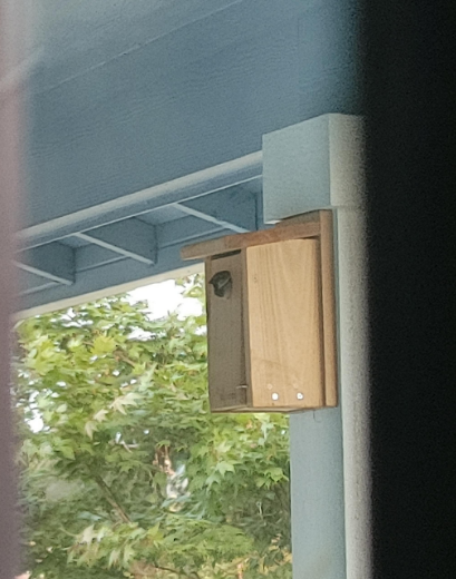 A simple wooden birdhouse is mounted to a light blue support post. A male House Sparrow is poking his head out of the entrance, showing his white, brown, and black coloration.
