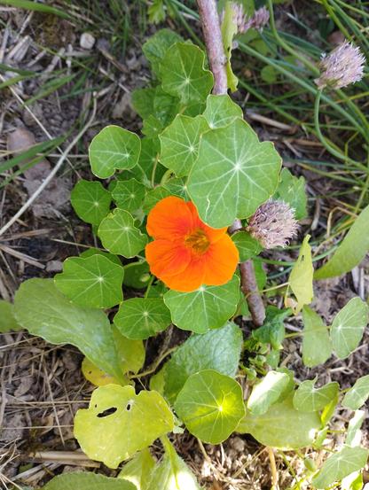 Fleur de capucine orange éclatant parmi les feuilles et le reste de paillage.