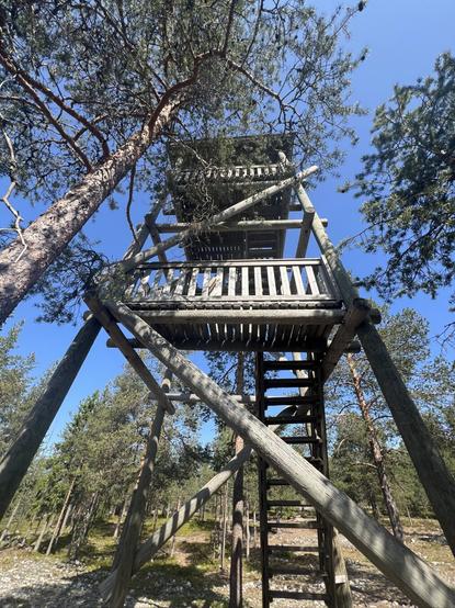 Looking up a wooden observation tower with very steep stairs and multiple floors
