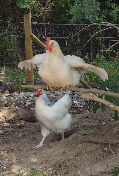 Une poule beige perchée sur une branche basse étend ses ailes, pendant qu'une poule blanche passe juste dessous l'air décidé, et semblant sortir d'un trou... On croirait une petite figure de danse (et de loin on aurait dit un petit personnage musclé en short blanc !! )