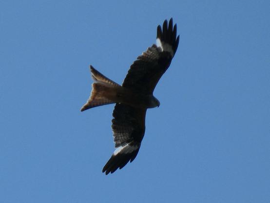 A large bird of prey, a red kite, flying to the right against blue skies, wings spread wide
