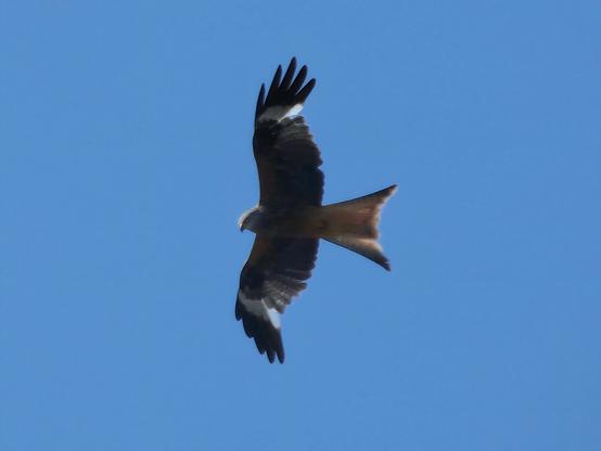 Same bird, now flying left and looking down