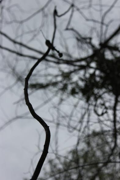 Silhouettes of vines against a sky, shot from below.