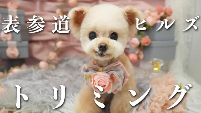 トリミングでとっても可愛くなりました♪【トイプードル】