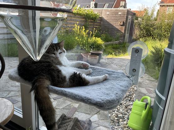 A cat lounges on a padded perch attached to a window, overlooking a garden with green plants and pots. Sunlight filters through, creating a warm atmosphere. In the foreground, a glass funnel is visible.