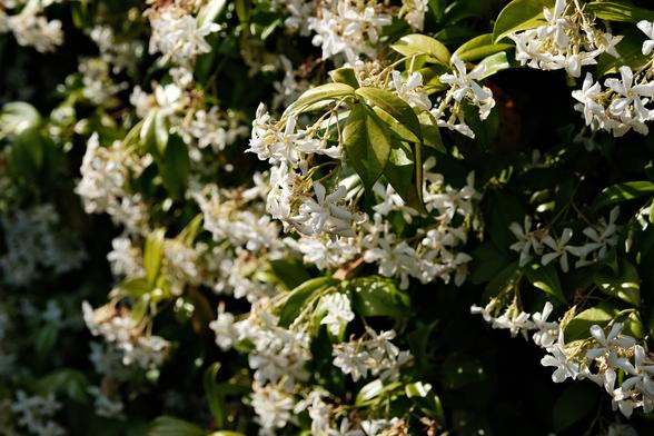 White jasmine flowers blooming densely against a backdrop of green leaves.
