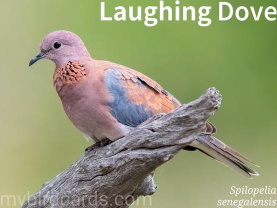 🌍🌏 Laughing dove (Spilopelia senegalensis) 

The laughing dove is a slim, long-tailed pigeon, about 25cm long. It has a pinkish-brown underside, a lilac-tinged head and neck, and a distinctive chequered rufous and grey patch on the sides of its neck. Its upper parts are brownish with a bluish-grey wing band.

It's widely distributed across Africa, the Middle East, South Asia, and has been introduced to Western Australia. Found in dry scrub, semi-desert, and increasingly in urban areas, it adapts well to human presence.

Laughing doves are generally seen in pairs or small groups, rarely forming large flocks except at waterholes. They are fairly terrestrial, foraging for seeds on the ground. Their flight is quick and direct, and their characteristic call is a low, rolling "croo-doo-doo-doo-doo" resembling a chuckle. 2.5 Flash (Edited)

Five subspecies are recognised.

Conservation status: Least Concern (IUCN 3.1)

📷: Photo by vireo27 via Pixabay 
https://pixabay.com/photos/laughing-dove-bird-perched-dove-6465439/

NBLV