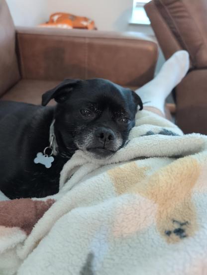 A black pug chihuahua mix with a grumpy face rests his head on his person's leg.