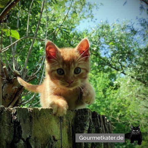 Kleine Katze auf Baumstumpf