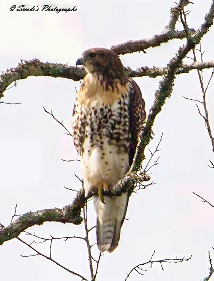 "A red-tailed hawk perches firmly on a moss-covered tree branch, its gaze sharp and unwavering. The bird’s feathers are a tapestry of rich brown and cream tones, the lighter underside flecked with dark speckles. Its hooked beak is poised, a testament to the predator’s keen precision. The hawk's talons grip the branch with quiet strength, a balance of elegance and force. Surrounding branches, bare and twisting, frame the scene against a pale, almost ethereal sky that softens the background, allowing the hawk’s form to stand boldly in contrast." - Copilot