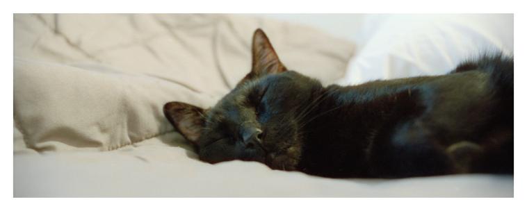 Wide shot of a black cat sleeping in bed.