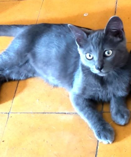 chat tout gris à yeux jaunes couché