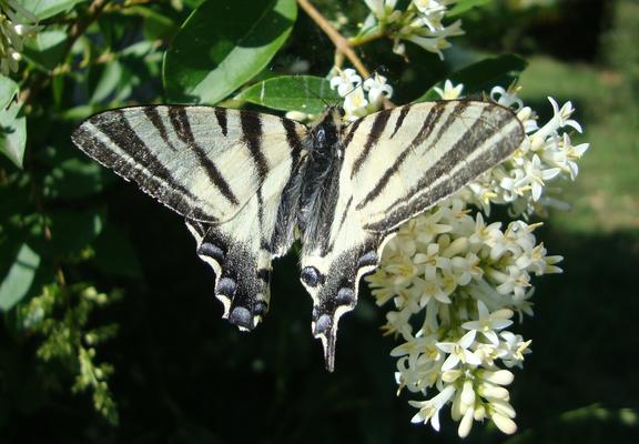 Papillon Flambé avec bouts d'ailes manquantes