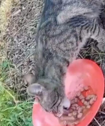 chat tigré qui mange dans une gamelle