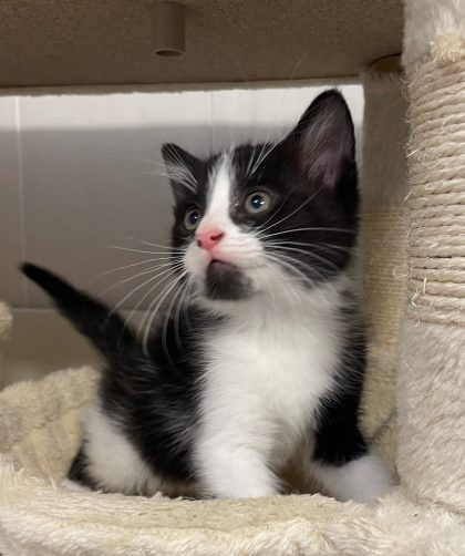 chaton noir et blanc à menton blanc et moustaches blanches