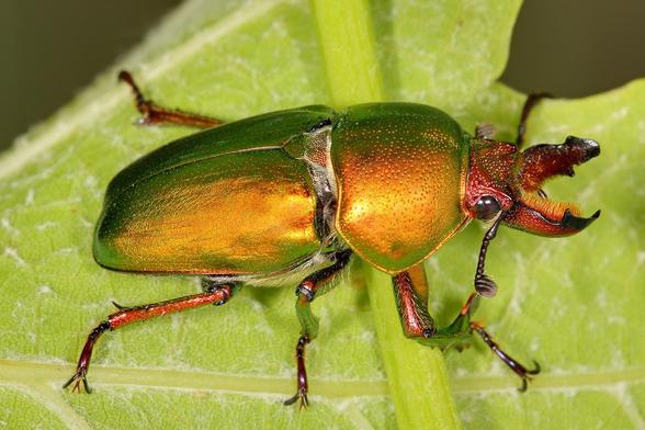 Самец жука Lamprima aurata.

#beetle #insect #wikipedia