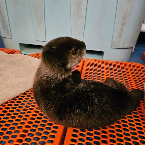 Description Provided by @OregonZoo: 
Sea otter pup on an orange mesh mat