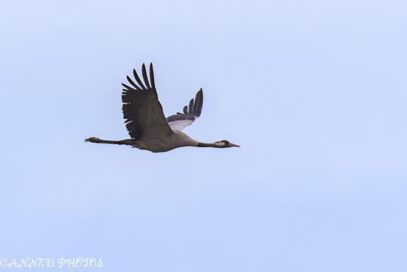 A large Eurasian crane soaring gracefully through a clear blue sky.