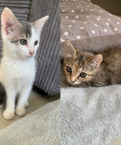 deux chatons : un blanc et gris et un tigré