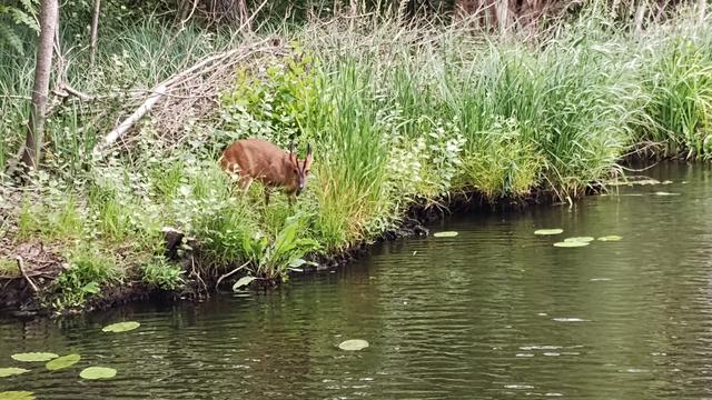 What did amaze us was seeing a Muntjac deer on the bank as we returned down Limekiln Dyke.