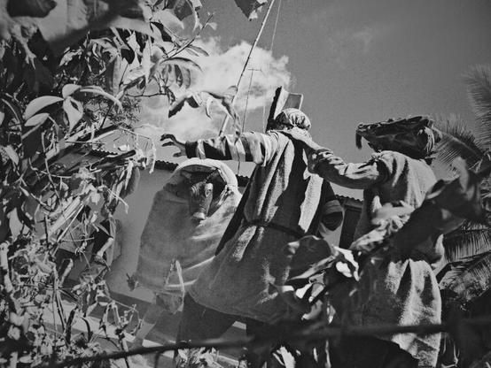 Black and white photo of two indigenous Brunca people dressed as "little devils" with their carved wood masks and yute clothing. Their body language expresses fear as another native behind a large carved wood bull mask has them cornered and is about to ram. The dance ritual goes on for days every January in Boruca and Curre towns. Most households prepare and share chicha with everyone during this ancestral celebration in Costa Rica.