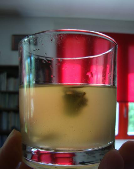 Kombucha maison au tulsi