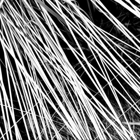 Dry grasses and stalks resdy for mowing.