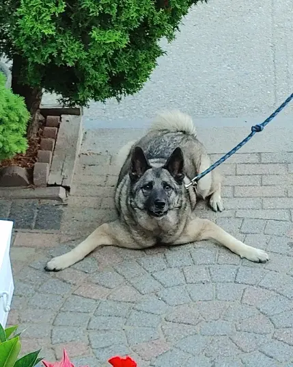 A picture of a dog. Their name is Coco. Coco is lying down with its front legs spread out, its hind legs are prepared for prancing up. There is a leash attached. Coco is a German Shepherd I think. There is a bush beside her. The floor underneath her is brick.