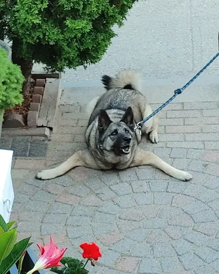 Similar to the first picture, except here Coco is looking off camera and smiling.