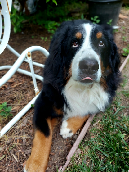 A Bernese Mountain Dog lying in cedar chips next to a lawn looks up at the camera and has a tiny bit of tongue sticking out.