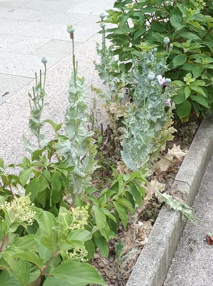 Parterre en una acera del que salen, en medio de plantas ornamentales, unas cuantas adormideras