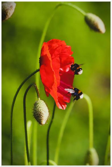 Zwei Hummeln, die in eine weit geöffnete, rote Mohnblüte fliegen. Eine weitere, noch geschlossene Mohnblüte hängt herunter.