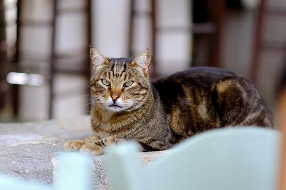 Photo of a tabby cat, looking tired.