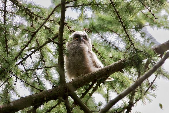 Long-Eared Owlet