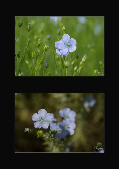 Diptyque vertical sur fond noir de deux photos en proxi de fleurs de lin. Bien sûr, sur les deux photos des fleurs sont de couleur bleue mais la première photo a été prise à hauteur des fleurs de lin et par conséquent, l'arrière-plan est constitué des tiges vertes, hors zone de netteté, d'une part alors que la seconde photo a été prise plutôt de dessus avec en arrière-plan, le sol, brun foncé d'autre part.