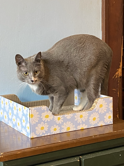 a grey tuxedo cat in a box arching his back